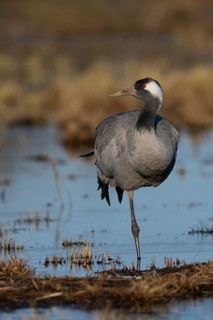 Common crane (Grus grus), Hornborga, Sweden