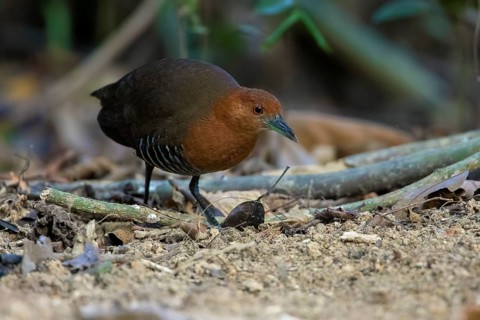 Hinduralle (Rallina eurizonoides), Cat Tien National Park, Vietnam