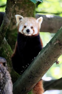 Western Red panda (Ailurus fulgens), adult, on tree, Himalayas, Central Asia