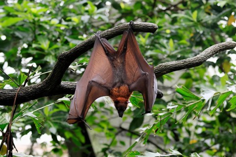 Kalong flying fox (Pteropus vampyrus), adult, in sleeping tree, during the day, alert, Singapore,