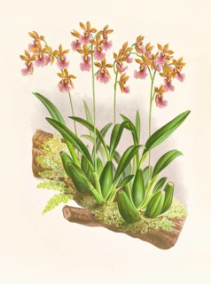 Orchid, Oncidium cucullatum, authentic reproduction of an illustration by Jean Jules Linden (1817 -