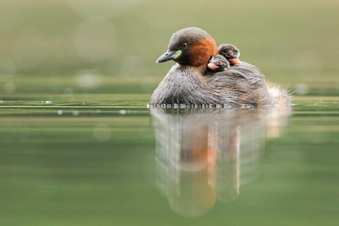 Little Grebe (Tachybaptus ruficollis) with chicks, Hesse, Germany