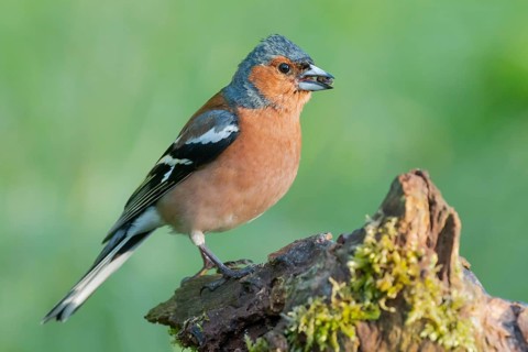 Common Chaffinch (Fringilla coelebs) male, Lower Saxony, Germany