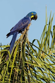 Hyacinth Macaw (Anodorhynchus hyacinthinus) perched on a branch in the Pantanal region of Brazil