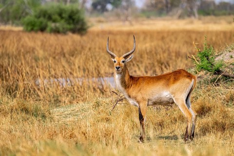 Letschwe or lychee moor antelope (Kobus leche), adult male, Xakanaxa, Okavango Delta, Moremi Game