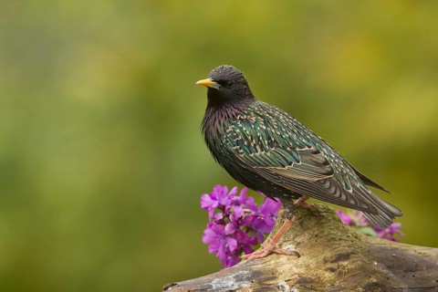 Common Starling (Sturnus vulgaris), Bavaria, Germany