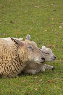 Ewe and lamb lying next to each other and recedles, portrait, sheep pasture, public footpath,
