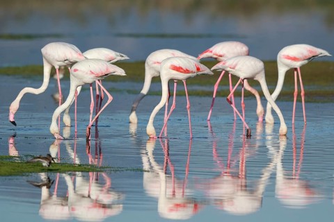 Greater Flamingo (Phoenicopterus roseus) group foraging in shallow water, Greece