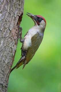 European Green Woodpecker (Picus viridis) male at breeding cavity, Rhineland-Palatinate, Germany