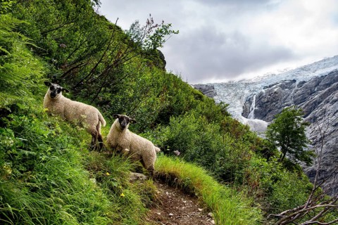 Two sheep (Ovis gmelini aries) on a steep mountain meadow in front of a glacier, mountain landscape