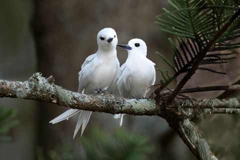 White Tern (Gygis alba candida) pair perched on a branch, Norfolk Island, Australia