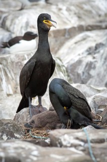 European Shag (Phalacrocorax aristotelis) adult and chick on nest, Farne Islands, United Kingdom