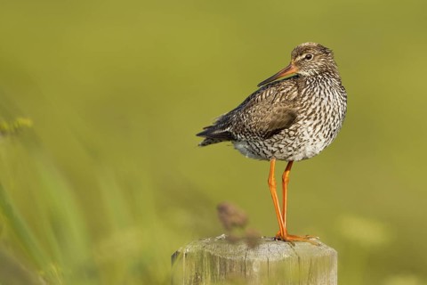 Common Redshank (Tringa totanus), Texel, Netherlands