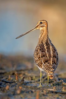 Common Snipe (Gallinago gallinago) foraging, Burgenland, Austria