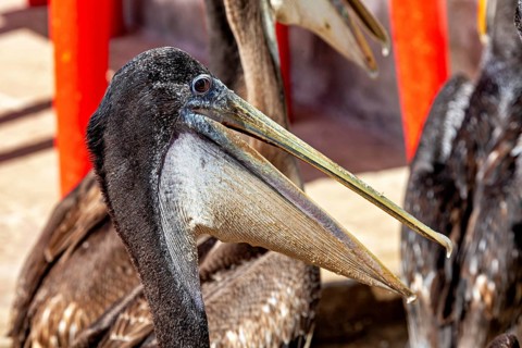 Close-up of a brown pelican with long beak and feather details, brown pelican in Paracas in Peru