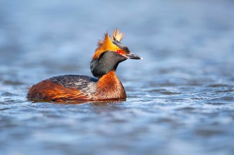 Slavonian grebe (Podiceps auritus) swimming on a lake, Västergötland, Falköping, Sweden