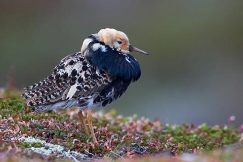 Ruff (Calidris pugnax) male displaying, Finnmark, Norway