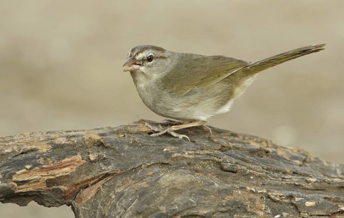 Olive Sparrow (Arremonops rufivirgatus), Texas, USA