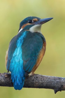 Common Kingfisher (Alcedo atthis) juvenile female, Utrecht, Netherlands