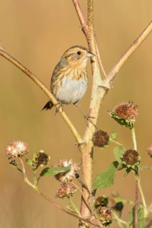 Nelson's Sparrow (Ammodramus nelsoni), Texas, USA