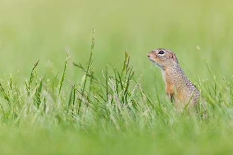 European ground squirrel, (Spermophilus citellus), Schlichtziesel, animals, mammals, family of