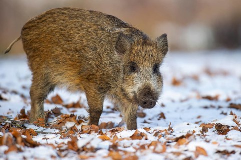 Wild boar (Sus scrofa) in the winer in the snow, young boar, Teutoburg Forest, Melle, Lower Saxony,