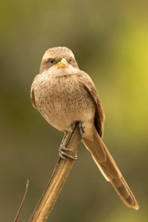 Yellow-billed Shrike (Corvinella corvina), Gambia