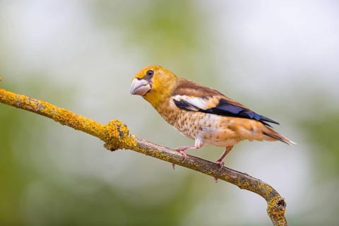 A hawfinch (Coccothraustes coccothraustes), Rhine-Palatinate district, Tiszaalp-r, Kiskuns-gi