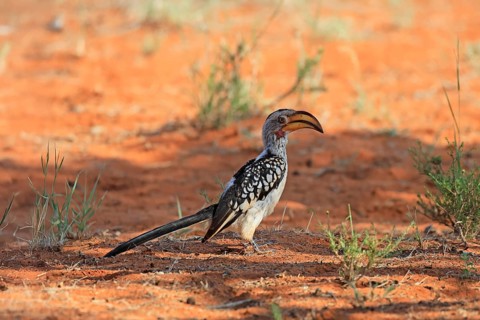 Red-ringed Hornbill (Tockus leucomelas), Southern Yellow-billed Hornbill, adult, foraging on the