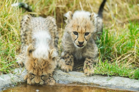 Cheetah (Acinonyx jubatus) youngsters drinking at a water place, captive, occurrence Africa