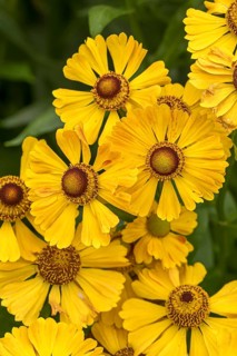 Sunflower (Helenium 'Goldrausch'), RHS Garden Bridgewater, Great Britain