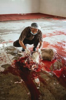 Cutting up a slaughtered dromedary (camelus dromedarius), camel slaughter, Salalah slaughterhouse,