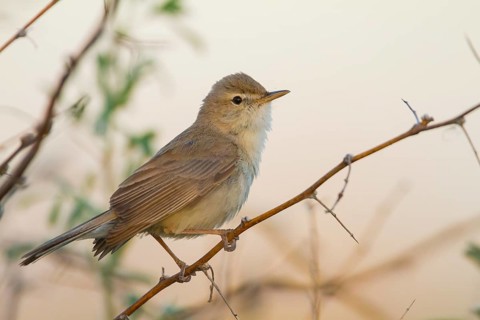 Syke's Warbler - Steppenspötter - Iduna rama, Kazakhstan