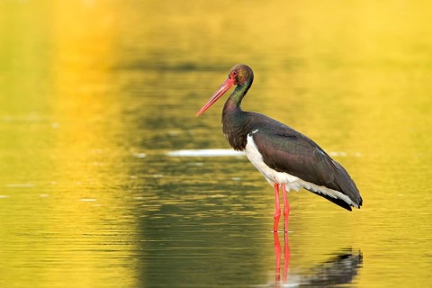 Black Stork (Ciconia nigra) foraging, Saxony-Anhalt, Germany