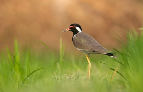 Red-wattled Lapwing (Vanellus indicus) standing alert, Sreepur, Gazipur, Bangladesh