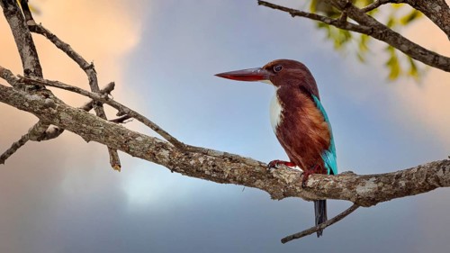 A kingfisher sits on a branch in the evening atmosphere, brown kingfisher also called