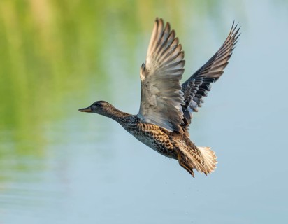 Gadwall (Mareca strepera), female in flight, Lower Saxony, Germany