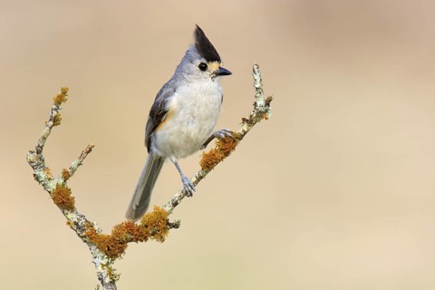 Black-crested Titmouse (Baeolophus atricristatus), Texas, USA