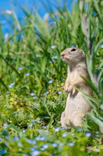 A fully grown ground squirrel (Spermophilus citellus) stands upright on a sunny day in a green