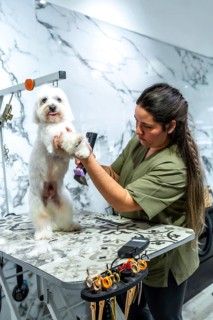 Professional groomer is carefully clipping the fur of a standing white maltese dog with clippers on