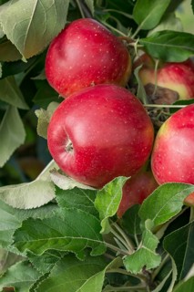 Columnar apple (Malus domestica 'Redcats'), Merkel family, Germany