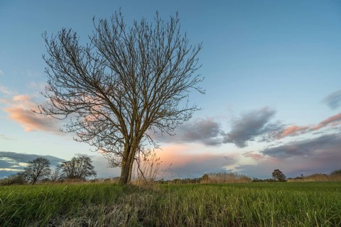 A leafless tree stands in the field at sunset. Clouds move in the sky. Mountains can be seen on the