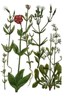 Botany, plants, a. lychnis coronaria, lady rose, b. L muscosa, c. L hirsuta, d. L hirsuta minor, e.