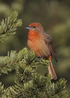 Hepatic Tanager (Piranga hepatica) male, New Mexico, USA