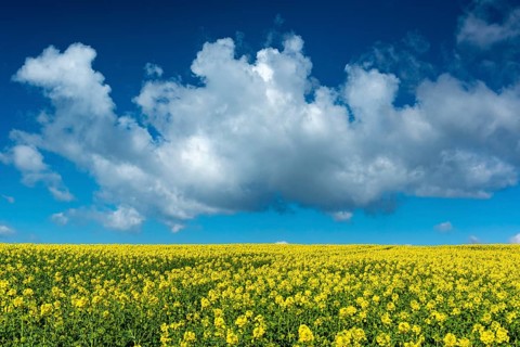 Rape field with blue sky and clouds, Rügen, Bergen, Mecklenburg-Western Pomerania, Germany