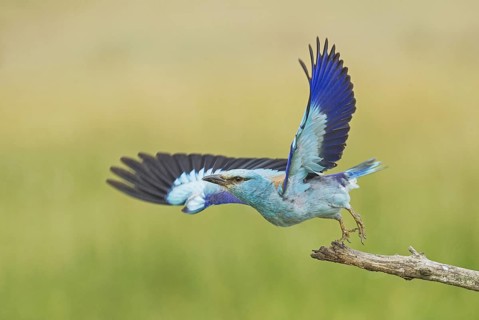 European Roller (Coracias garrulus) taking flight from branch, Hortobagy National Park, Hungary