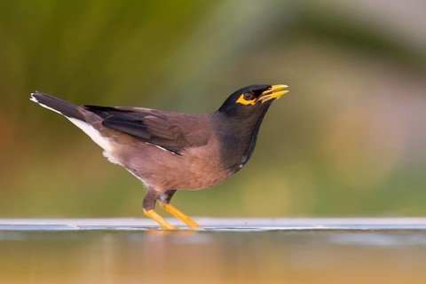 Common Myna - Hirtenmaina - Acridotheres tristis, Oman