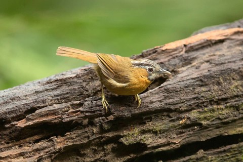 Grey-throated Babbler (Stachyris nigriceps) perched on a log, Yunnan, China
