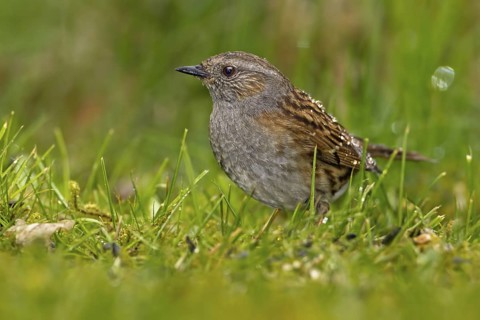 Dunnock (Prunella modularis), Saxony-Anhalt, Germany