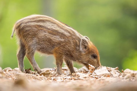 Wild boar (Sus scrofa) piglet standing in a forest, Bavaria, Germany